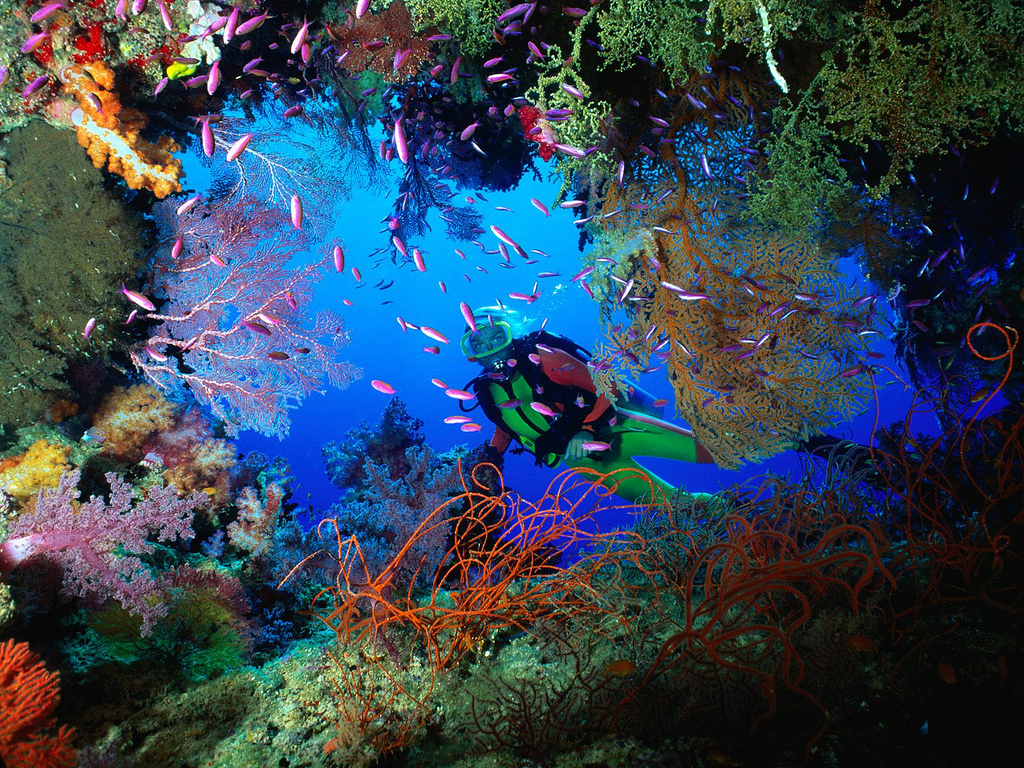 Dive Center For Sale - Key West Dive Charter Business For Sale